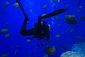 Diver surrounded by Fried Egg Jellyfish